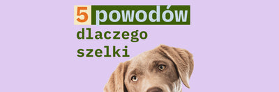 Piesek wystający u dołu ekranu z dopiskiem "5 powodów dlaczego szelki"