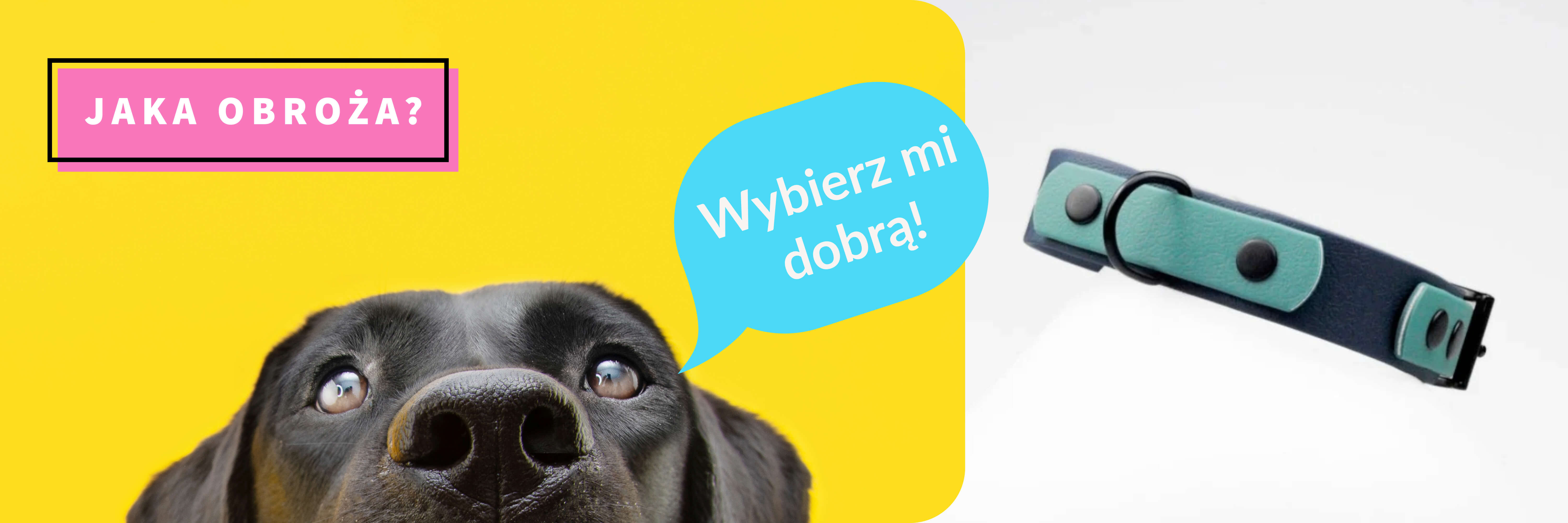 Baner dla postu - pies wychylający się z dołu na żółtym tle, a po prawej prezentowana obroża dwukolorowa od Petsband
