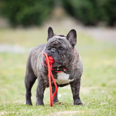 Buldog francuski Floyd trzymający czerwony szarpak od Petsband na tle trawy i drzew.