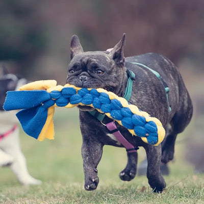 Ciemny buldog francuski trzymający szarpak pleciony z polaru od Petsband w kolorach żółty oraz niebieski