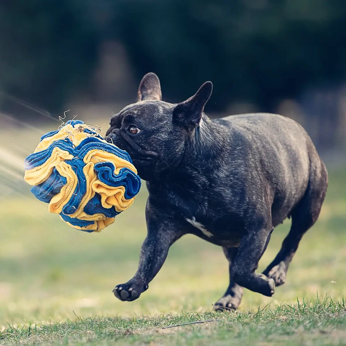 Zdjęcie buldoga fancuskiego bawiącego się kulą węchową od Petsband na trawie